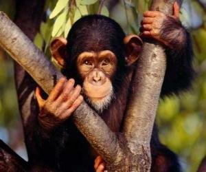 Puzzle Μικρές μαϊμού σε ένα οικογενειακό δέντρο